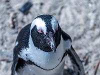 Simon's Town, Boulders Beach